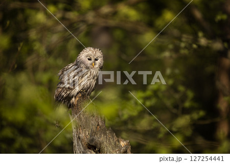 Ural Owl, Strix uralensis, sitting on tree branch, in green forest, Wildlife scene from nature. Owl in the forest habitat, Sumava NP, Czech Republic Ural Owl, Strix uralensis, sitting on tree branch, in green forest, Wildlife scene from nature. Owl in the forest habitat, Sumava NP, Czech Republic 127254441