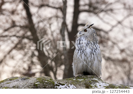 Winter scene with Big Eastern Siberian Eagle Owl, Bubo bubo sibiricus, sitting ion the rock with snow iin winter sunset Winter scene with Big Eastern Siberian Eagle Owl, Bubo bubo sibiricus, sitting ion the rock with snow iin winter sunset 127254443