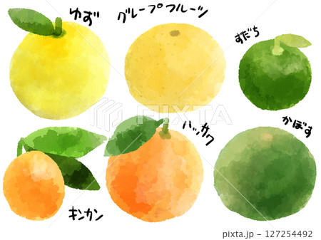 柑橘類　アイコン　イラスト　手描き　水彩風 127254492
