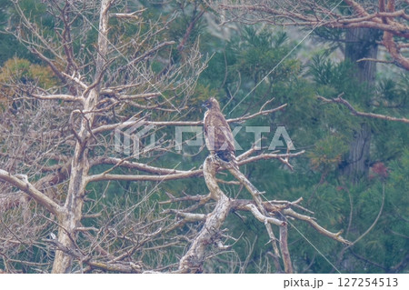 お気に入りの枯れ木にとまってのんびりくつろぐクマタカ成鳥 127254513