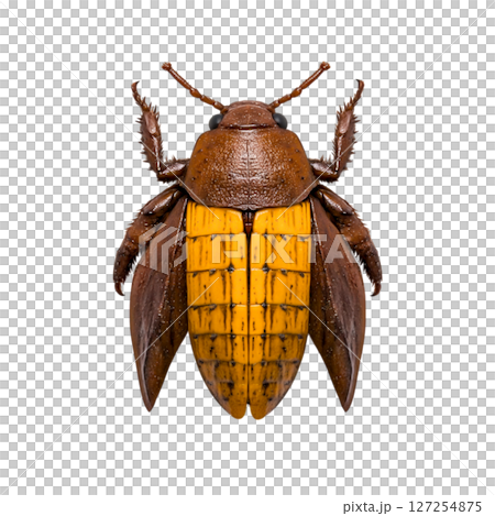 Detailed close-up image of a beetle showing intricate features and vibrant coloration Detailed close-up image of a beetle showing intricate features and vibrant coloration 127254875