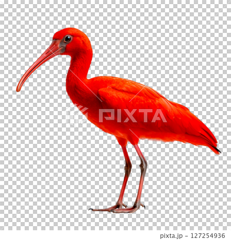 Vibrant Scarlet Ibis Standing Gracefully Against a White Background in Profile View 127254936