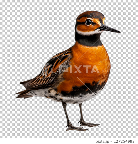 Vibrant Orange and Black Bird with Distinctive Feather Patterns on White Background 127254998