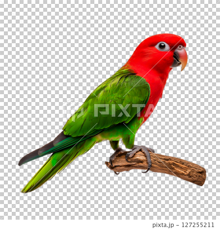 Vibrant red and green parrot perched on a branch in a bright and eye-catching pose 127255211