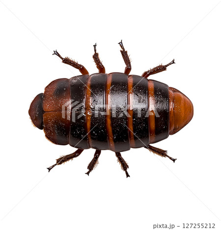 Detailed Close-Up of Unique Insect with Striped Body and Glossy Shell on Black Background 127255212