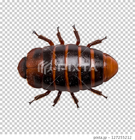 Detailed Close-Up of Unique Insect with Striped Body and Glossy Shell on Black Background 127255212