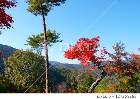 晴れた日の赤い紅葉と空の写真 晴れた日の赤い紅葉と空の写真 127255263