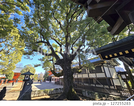 穴八幡宮の御神木【東京都西新宿区】 127255283