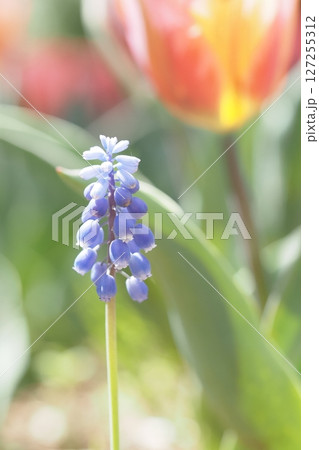 ムスカリの紫の花とチューリップ 127255312