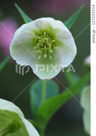 クリスマスローズの花のアップ 127255314