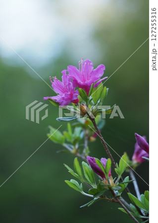 ツツジのピンクの花 127255316
