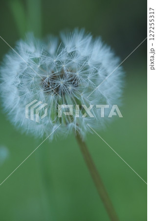 朝のたんぽぽの綿毛 朝のたんぽぽの綿毛 127255317