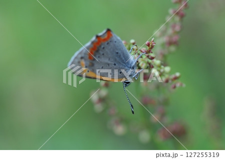 早朝のシジミチョウ 早朝のシジミチョウ 127255319