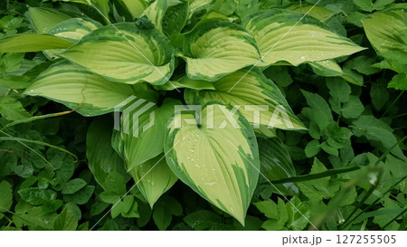 Close-up of Hosta albopicta or Plantain lily variegated yellow-green leaves wet after rain and covered by water drops dew in spring garden. Lush springtime foliage natural background, soft focus. Close-up of Hosta albopicta or Plantain lily variegated yellow-green leaves wet after rain and covered by water drops dew in spring garden. Lush springtime foliage natural background, soft focus. 127255505
