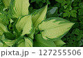 Closeup of Hosta albopicta or Plantain lily variegated yellow-green leaves wet after rain and covered by water drops dew in spring garden. Lush springtime foliage natural background, shallow focus. 127255506