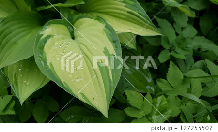 Closeup Hosta albopicta or Plantain lily ornamental plant with variegated leaves wet after rain and covered by water drops dew in spring garden. Lush springtime foliage natural background, soft focus. 127255507