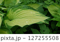 Close-up of Hosta albopicta or Plantain lily variegated yellow-green leaf wet after rain and covered by water drops dew in spring garden. Lush springtime foliage natural background, shallow focus. 127255508