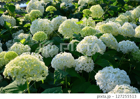 白い紫陽花 127255513