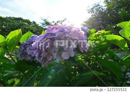 梅雨の晴れ間に咲く紫陽花 梅雨の晴れ間に咲く紫陽花 127255522