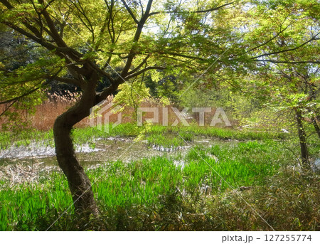 三宝寺池 127255774