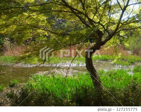 三宝寺池 127255775