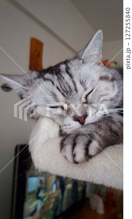 眠る猫 127255840
