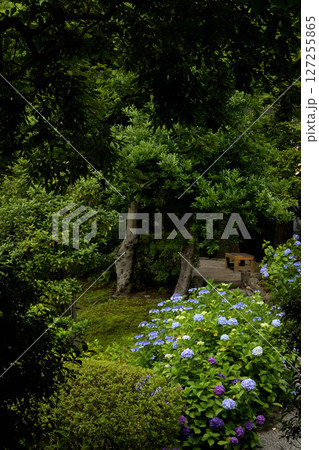 紫陽花のある風景 127255865