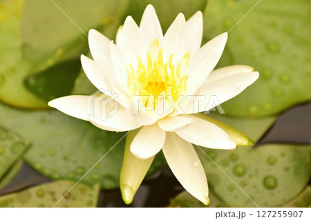 梅雨の雨あがりに咲いた白い睡蓮の花 梅雨の雨あがりに咲いた白い睡蓮の花 127255907