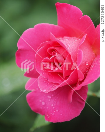 雨に濡れたバラの花 雨に濡れたバラの花 127256495
