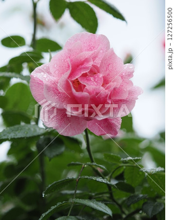 雨に濡れたバラの花 127256500