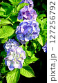 紫陽花　アジサイ 127256792