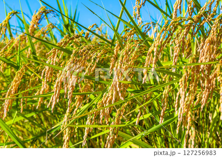 実る稲穂 127256983