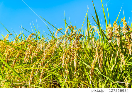 実る稲穂 127256984