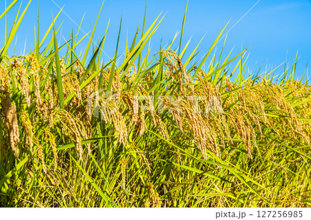 実る稲穂 127256985
