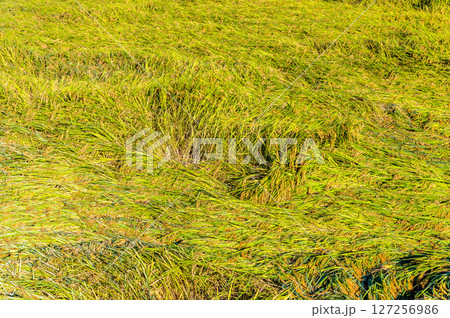 実る稲穂 127256986