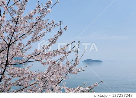 春霞の琵琶湖と満開の桜 春霞の琵琶湖と満開の桜 127257248