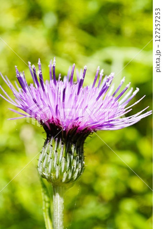 野に咲くかわいいアザミの花 野に咲くかわいいアザミの花 127257253