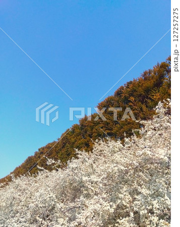満開の雪柳と春の青空 満開の雪柳と春の青空 127257275
