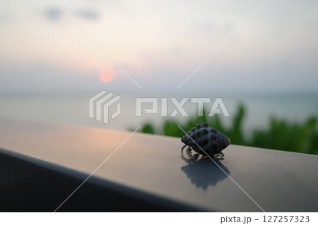 夕暮れとヤドカリ 夕暮れとヤドカリ 127257323