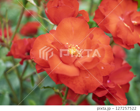 満開のバラの花 127257522