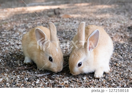 おしゃべりを楽しむ子うさぎ兄弟 127258018