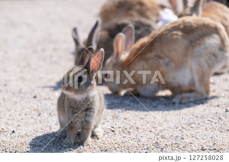 遠くを見つめる子ウサギと食事に夢中な大人のウサギ 127258028