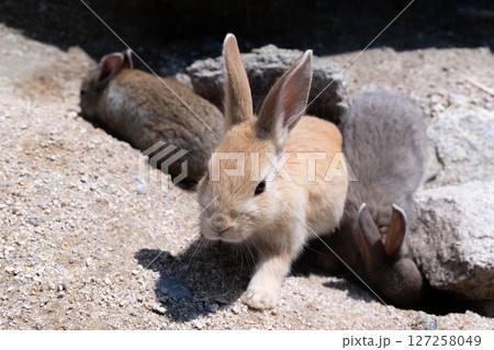 遊びまわる子うさぎ 遊びまわる子うさぎ 127258049