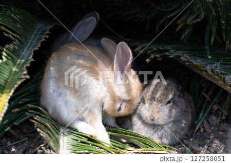 木蔭で寝落ちする子うさぎ 127258051