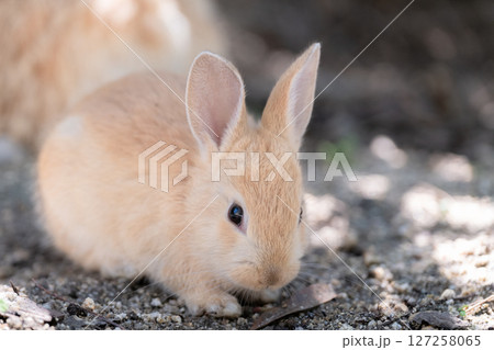 カメラが気になる子うさぎ 127258065