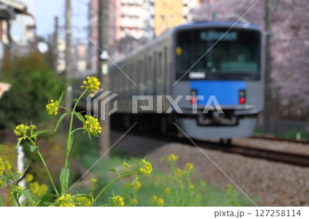 桜並木と西武新宿線20000系電車（西武新宿行） 127258114