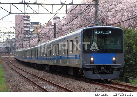 桜並木と西武新宿線20000系（各停-8両編成：西武新宿⇔本川越） 127258116