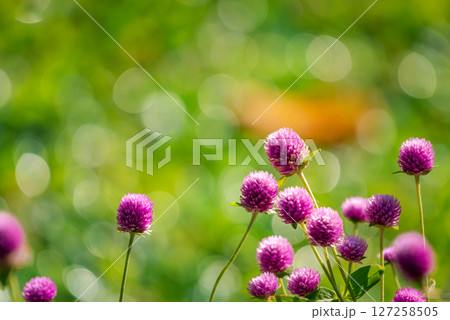 Flower (Globe Amaranth) purple color in garden 127258505
