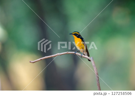 Bird (Narcissus Flycatcher) on tree in nature wild Bird (Narcissus Flycatcher) on tree in nature wild 127258506