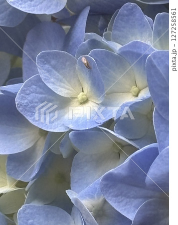 青い紫陽花 127258561